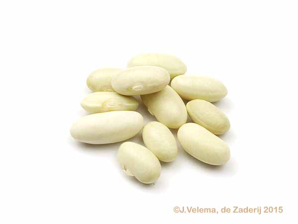Bovensmildese Dubbele Witte