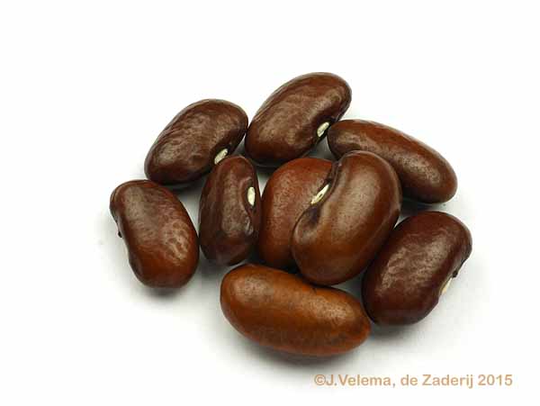 Bruine Rotjes