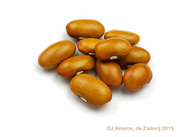 Bruine Soepboon