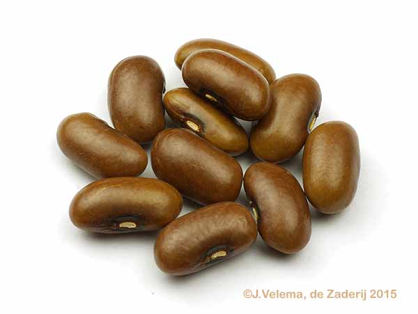 Bruine Woudboon