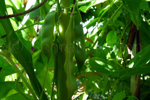 Inca Pea Bean