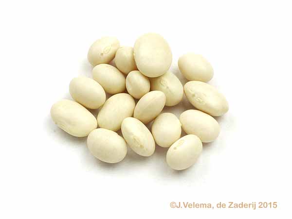 Cocos