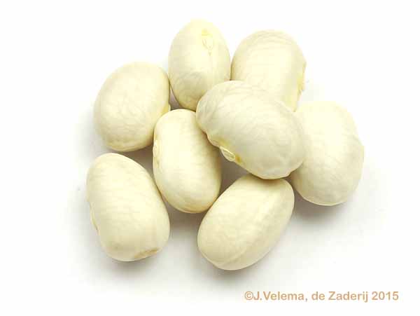 Dikkontjes