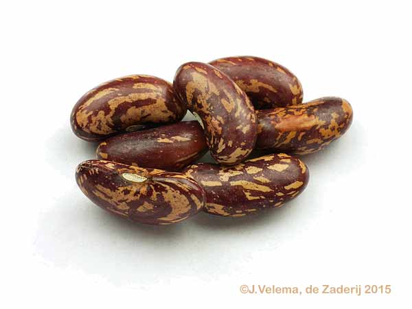 Einkorn