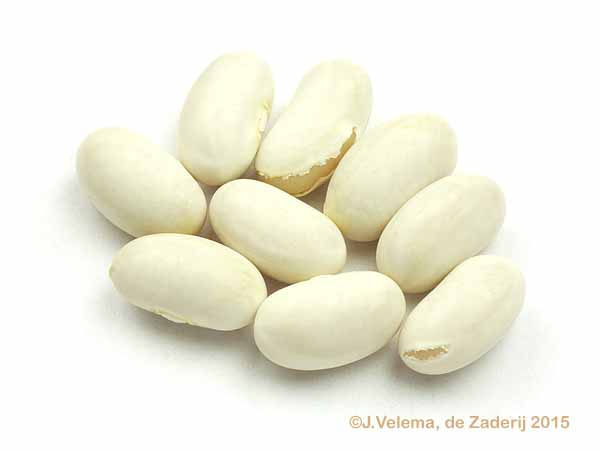Epser Spekboon