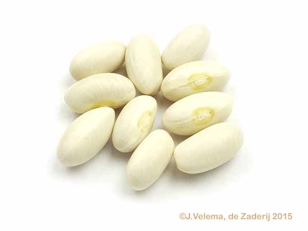 Epser Wasboon