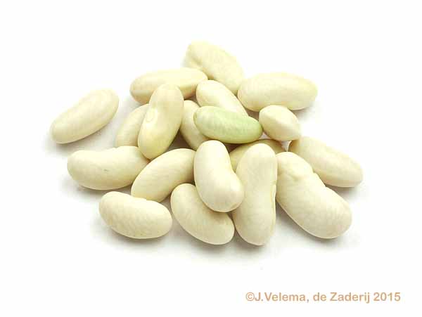 Flageolet Chevri