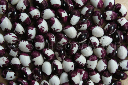 Inca Pea Bean