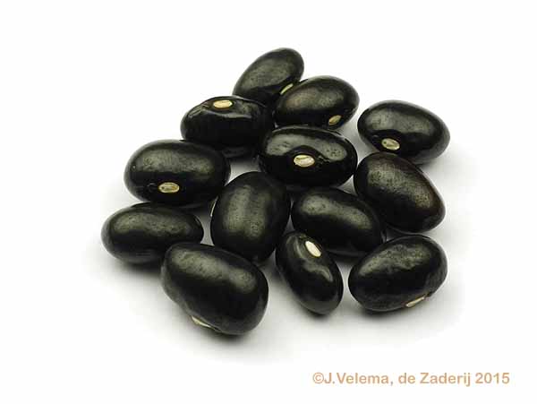 Gele Boterboon