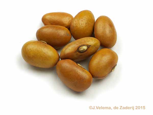 Gele Krobbe