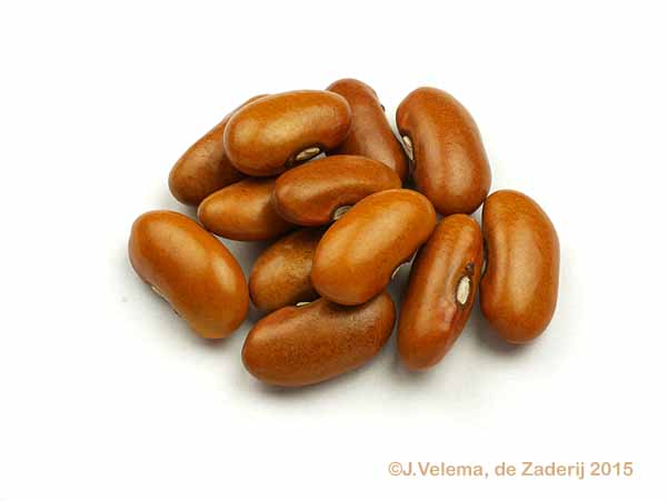 Goudhoorntje