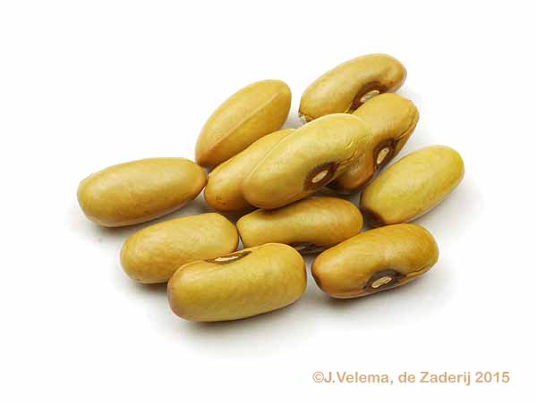 Graddus Reuzen