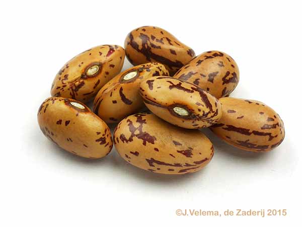 Grootzadige Kievitsboon