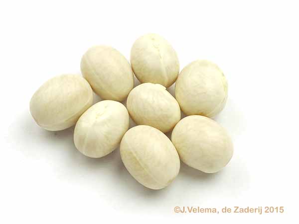 Knobbelboon