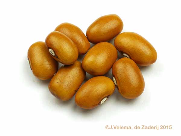 Koffiebruine Boon