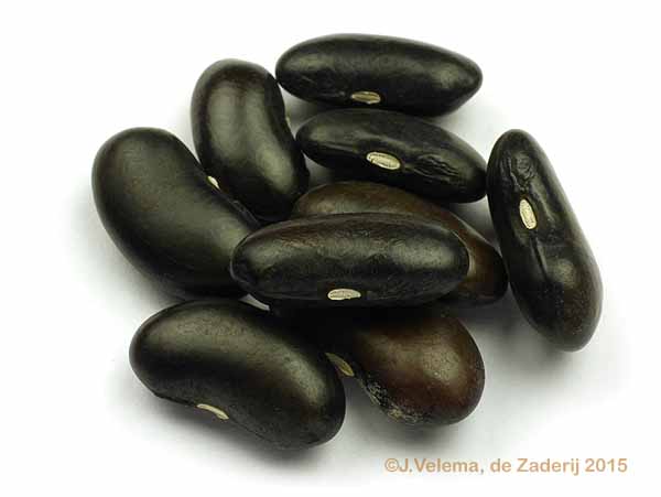 Moortje