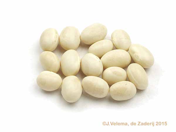 Navy Beans