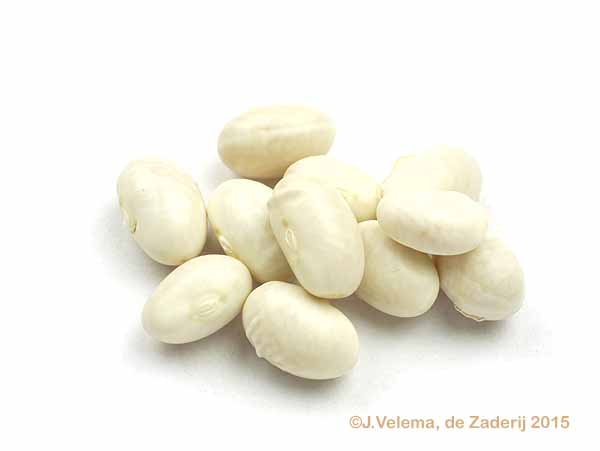 Rentegevers