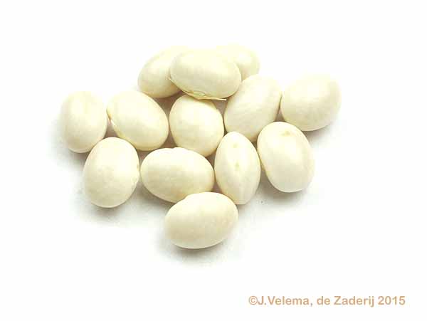 Rieswer Boon