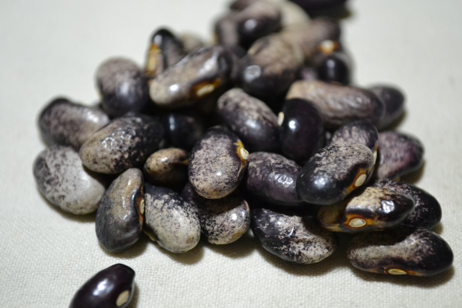 Rose Bean