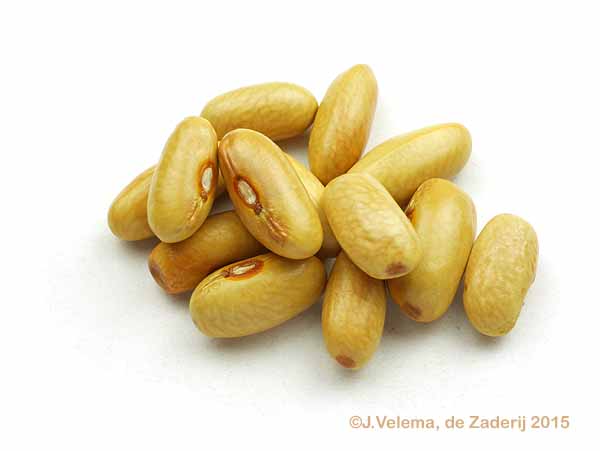 Studerus