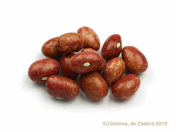 Transvaalse Bonte met draad