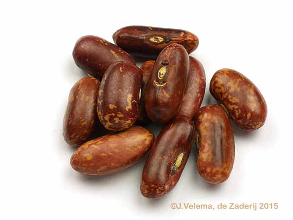 Transvaalse Bonte zonder draad