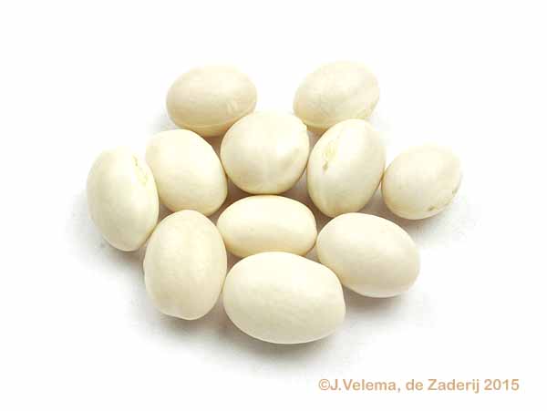 Walcherse Witte
