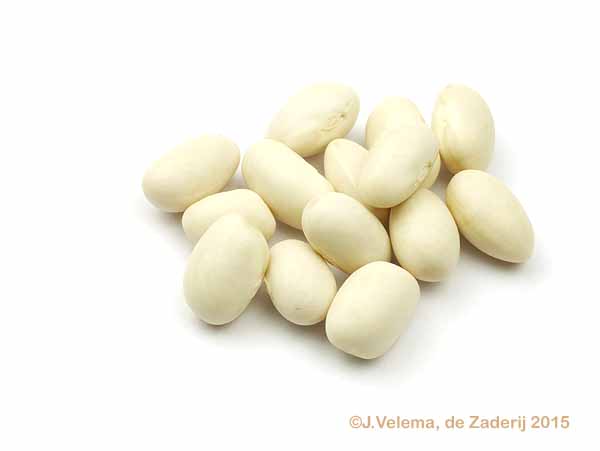 Westlandia Zonder Draad