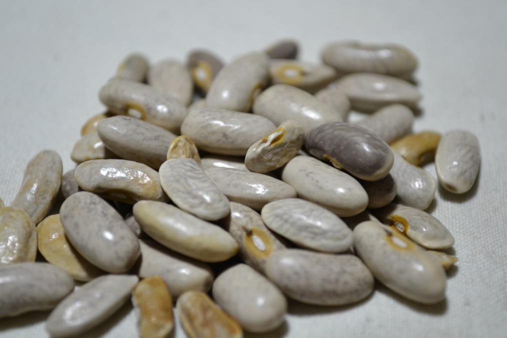 Royal Burgundy