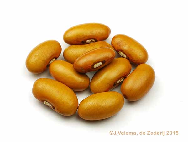 Zeeuwse Grootzadige Bruine