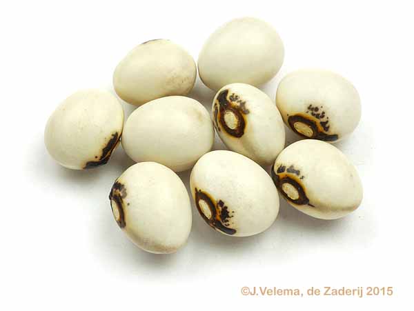Zwols Heilig Stokboontje