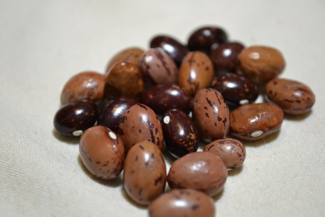Tamila