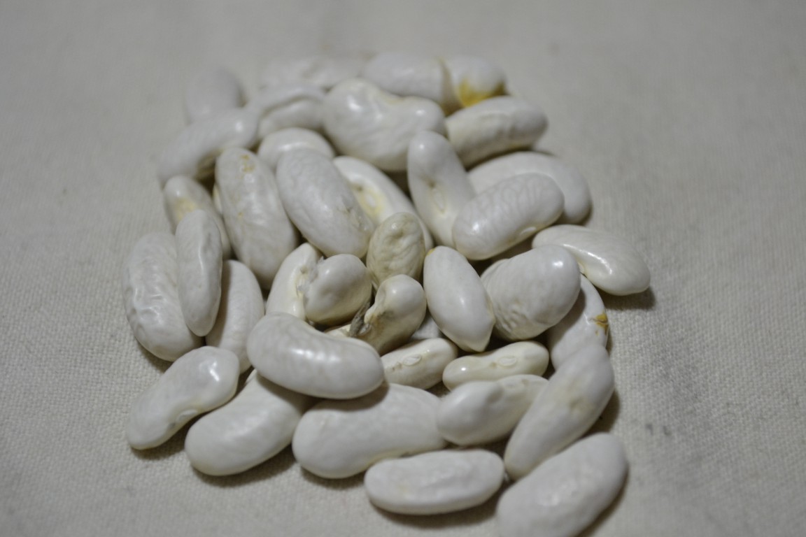 Withner White Cornfield