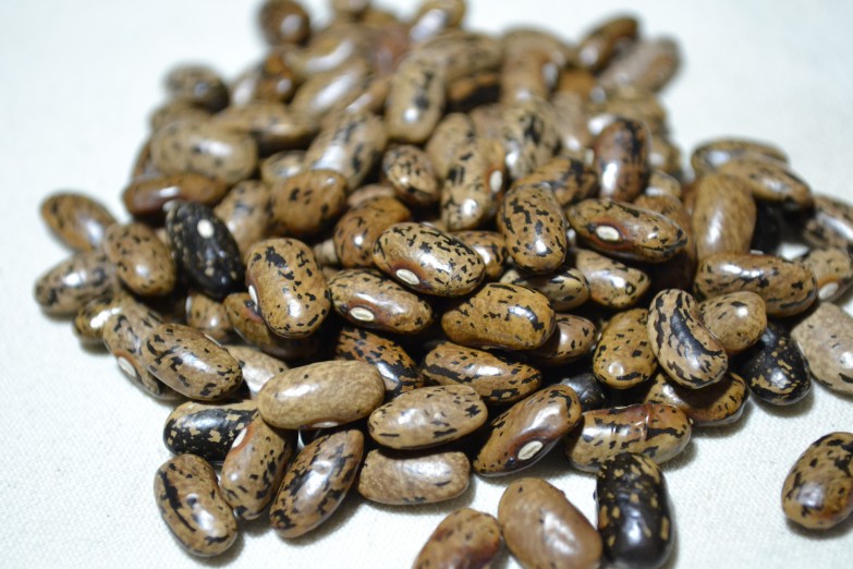 Woods Mountain Crazy Bean