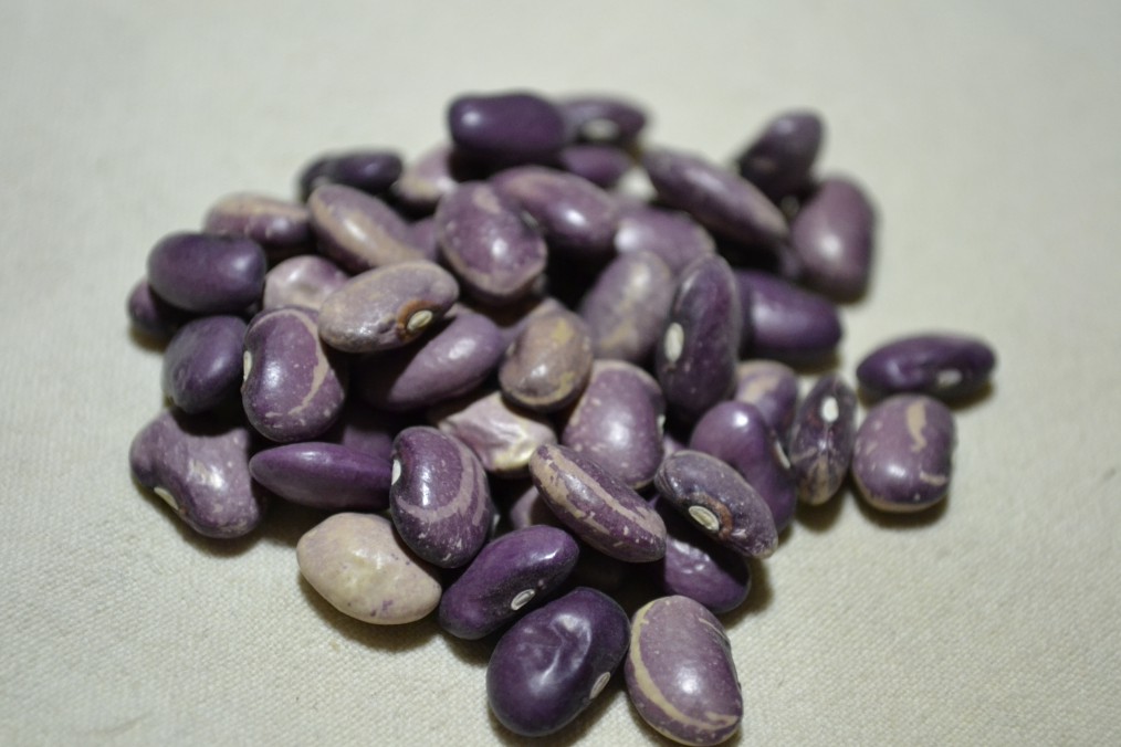 Yoeme Purple String