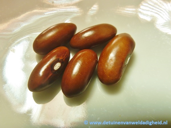 Chocoladebruine Boon