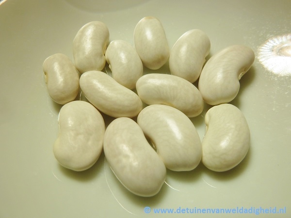 Witte Sabelboon
