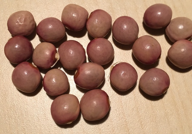falsche steirische Kirschbohne