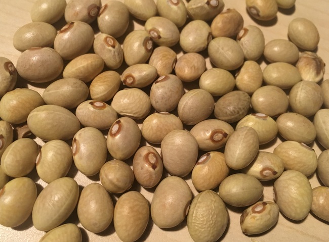 Ukrainian pea bean