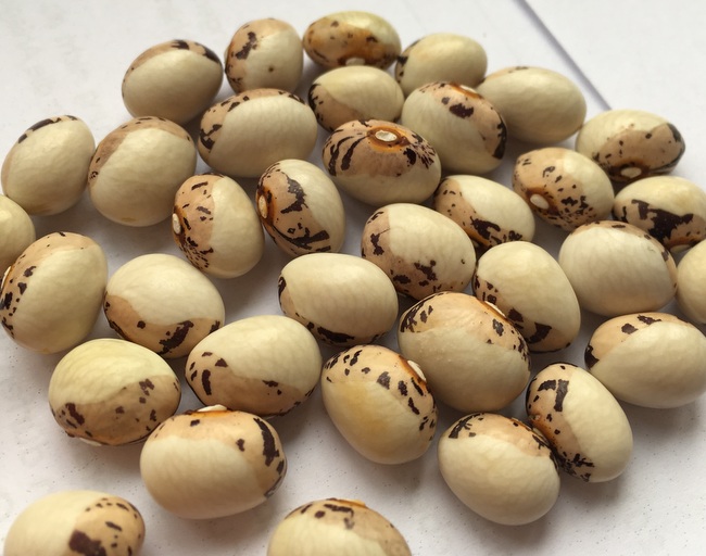 Coco Bicolor