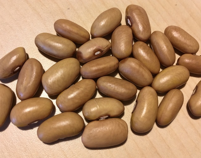 Dr. Becker No. 20