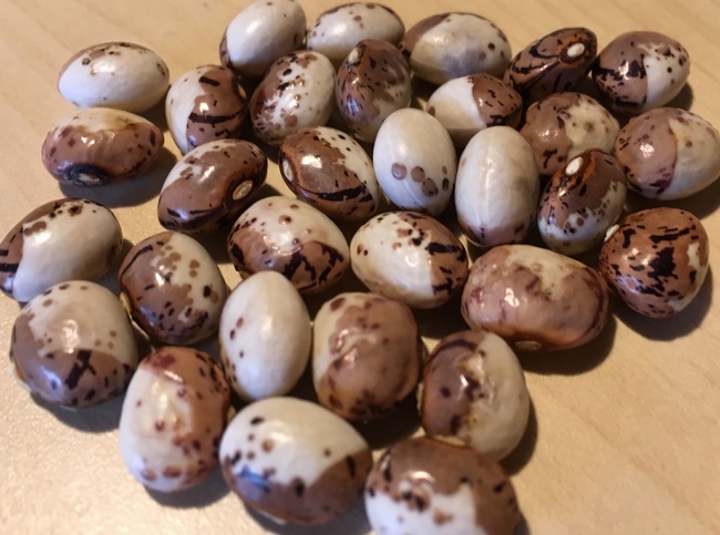 gesprenkelte Porzellanartige (3 Typen)