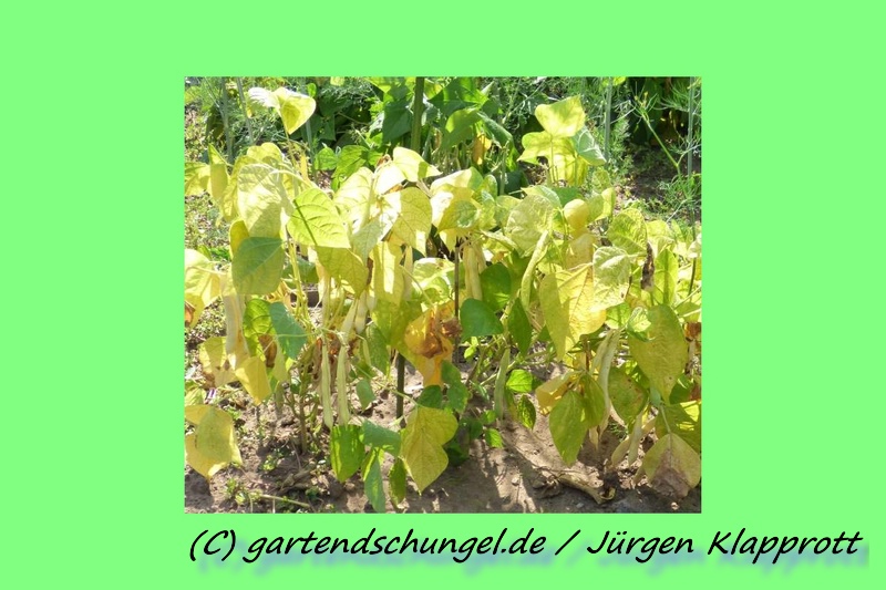 Afghanische Rote