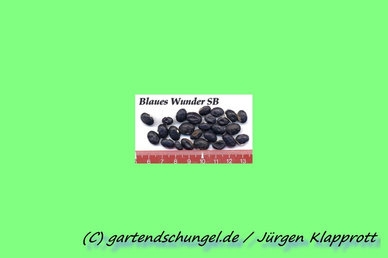 Blaues Wunder