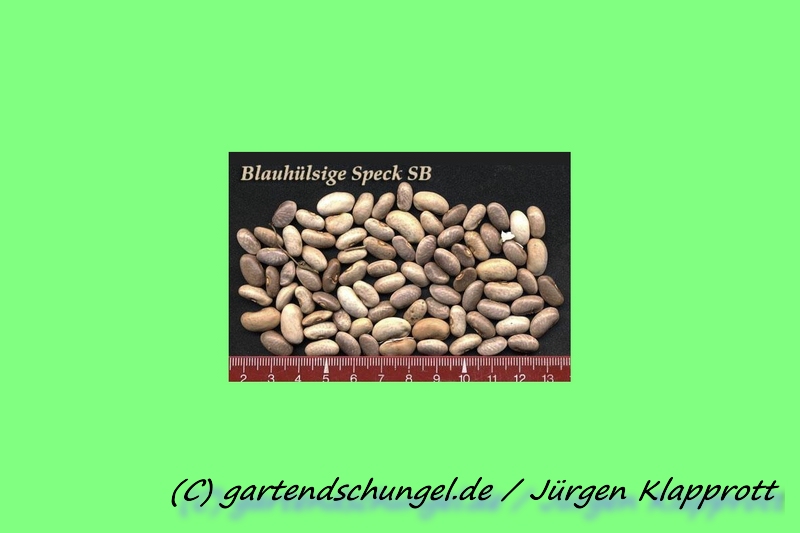 Blauhülsige Speck