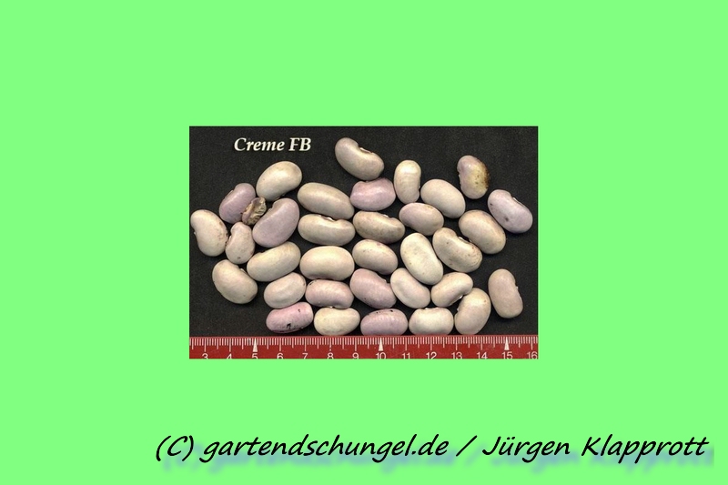 Anhalonium 5