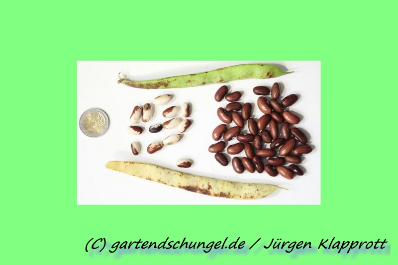 # Anhalonium Doppelsprenkel