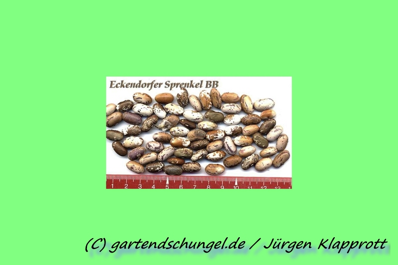Eckendorfer Rotsprenkel