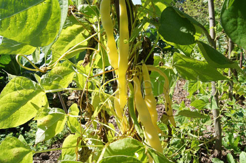Karnha